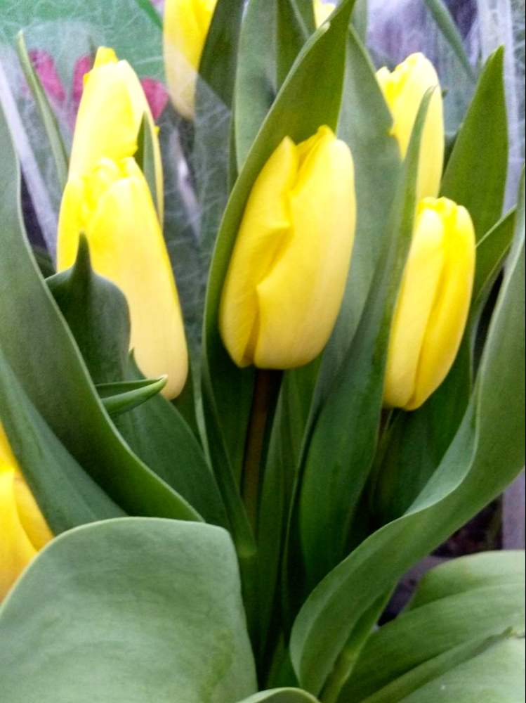 チューリップの投稿画像 By ぴょんさん 可愛い と綺麗なお花 と黄色のチューリップ可愛いと冷え込んだ朝と花屋と花のある暮らしと寒い 月2月11日 Greensnap グリーンスナップ