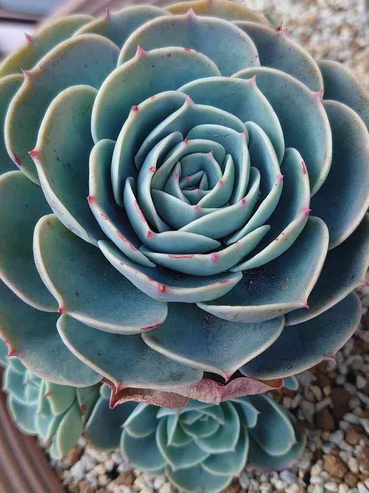七福神親株 子たくさん 多肉植物 - メルカリ