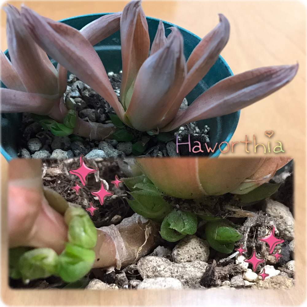 ハオルチアの投稿画像 By はにーさん ハオルチア 京の華と多肉植物と子株とがんばれ がんばれ 月2月11日 Greensnap グリーンスナップ