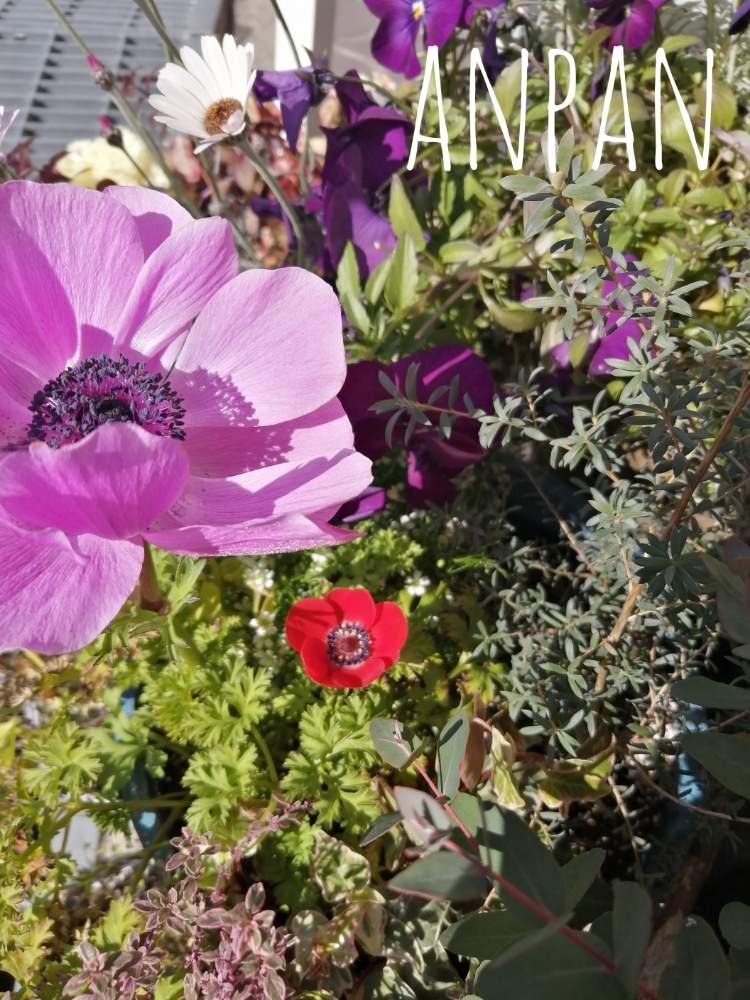 アネモネの投稿画像 By Anpanさん オシャレときれいと花のある暮らしとかわいいとぷりぷりと アネモネ 月2月11日 Greensnap グリーンスナップ
