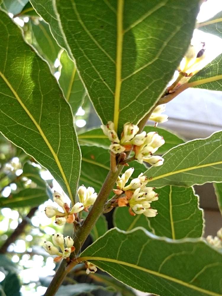 月桂樹の投稿画像 By ピーさん ローリエと花のある暮らしと今日のお花 月2月11日 Greensnap グリーンスナップ