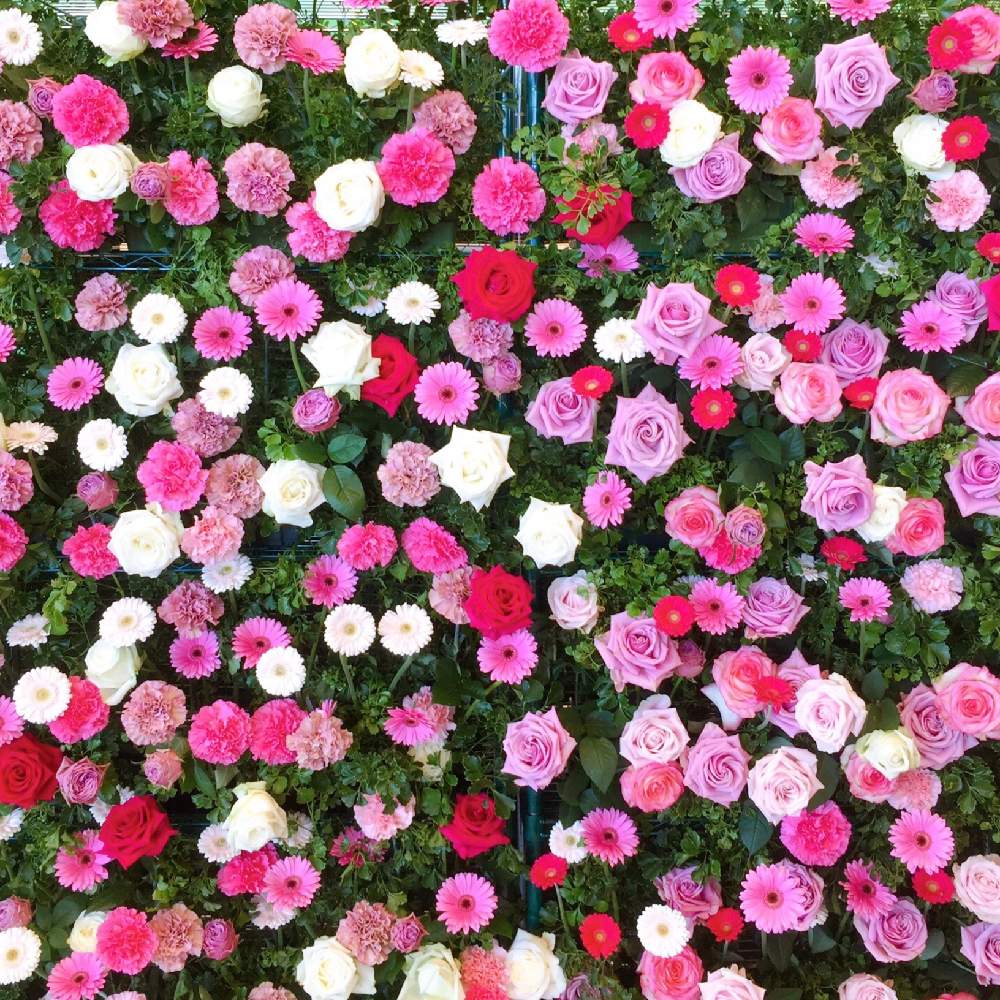 ガーベラの投稿画像 By ずずさん バラと花と緑のココロ博 月2月11日 Greensnap グリーンスナップ