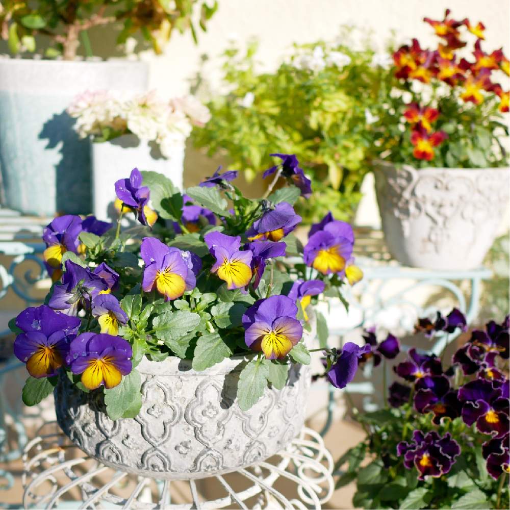ヨコハマセレクション フレアブルーの投稿画像 By はるひとさん ビオラ ソルベシリーズ モルフォと花のある暮らしとビオラ パンジー 月2月11日 Greensnap グリーンスナップ