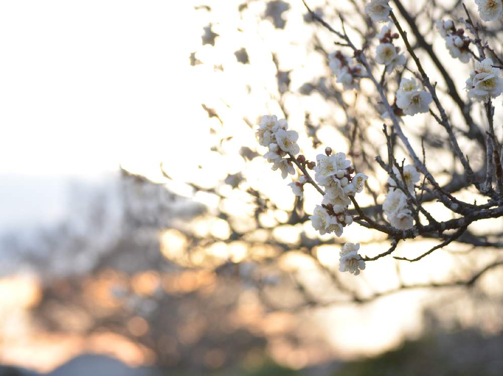 白梅の投稿画像 By 嶌縞 シマシマ さん 梅の花と花のある風景と癒しの花たちと一眼レフと冬の光と夕暮れと自然の癒しと白い花 月2月11日 Greensnap グリーンスナップ