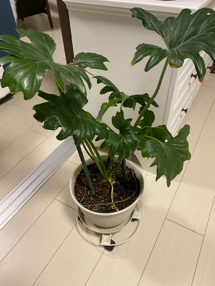 セローム 02 観葉植物