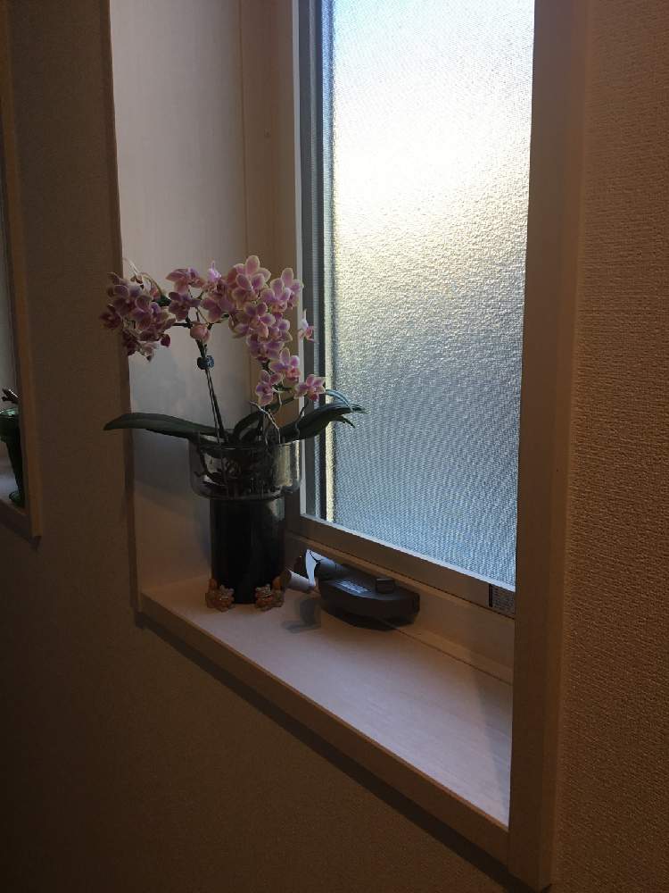 胡蝶蘭の投稿画像 By モンステラさんさん みどりのある暮らしと玄関インテリアと蘭を楽しむフォトコンとグリーンインテリア とグリーン グリーン グリーン とインテリアと植物と玄関ディスプレイと花のある暮らしとトイレにグリーンとインテリアプランツとインテリア