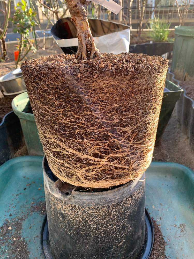 丸鉢の根の張り方 Greensnap グリーンスナップ