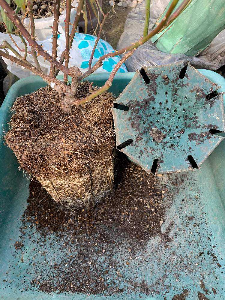 丸鉢の根の張り方 Greensnap グリーンスナップ