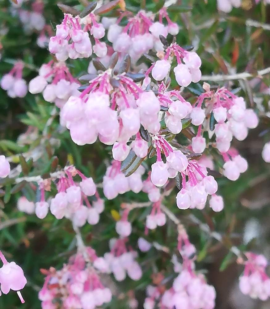 花のある暮らしの投稿画像 By すみさん ジャノメエリカとお出かけ先と花のある暮らし 月2月12日 Greensnap グリーンスナップ Greensnap グリーンスナップ