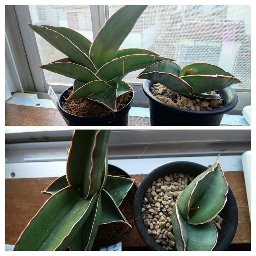 サンスベリアの投稿画像 By Cycletotoさん サンスベリア サムライドワーフとサンスベリア バナナと観葉植物を楽しむと植物と暮らすと観葉植物と植物のある暮らしと植物男子とわが家の観葉植物 と サンスベリアとサンスベリア属と植物大好きと植物だいすきと観葉植物