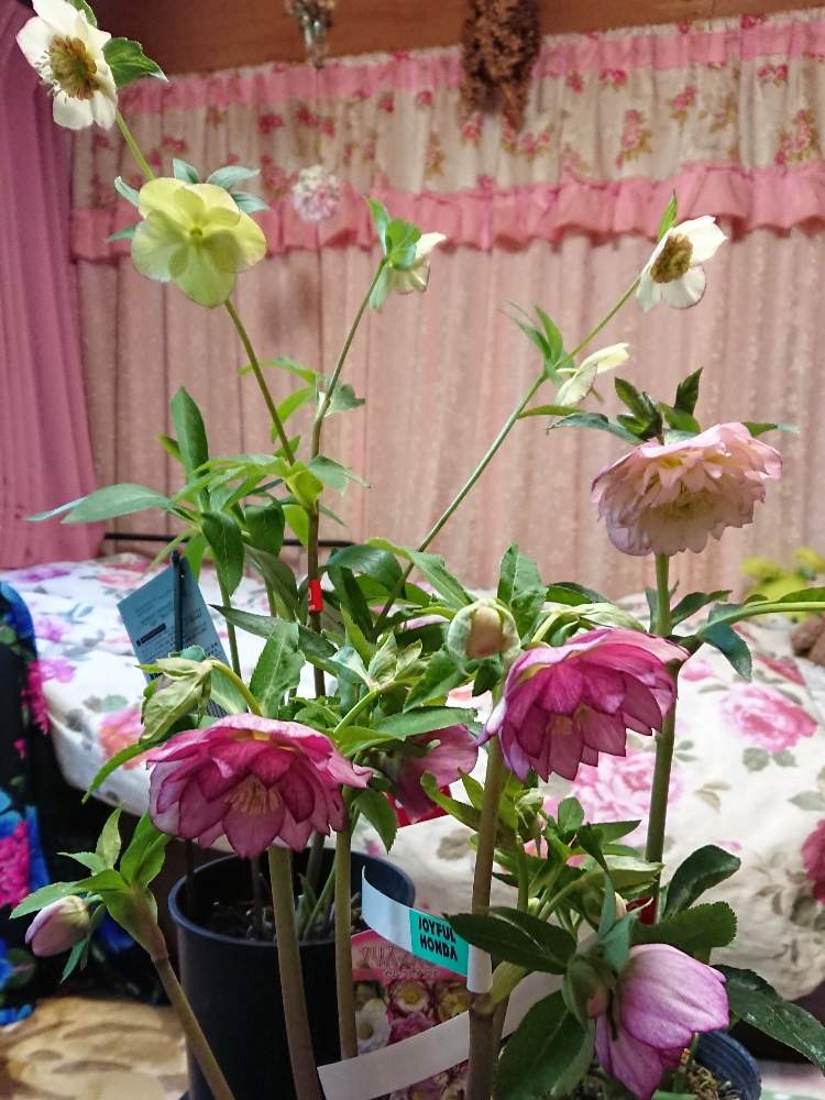 クリスマスローズダブル ピンクの投稿画像 By のりりんの森さん キュンキュン乙女倶楽部とクリスマスローズダブルとクリスマスローズセミダブルと クリスマスローズ愛同盟と実家にてと可愛いお花達 月2月12日 Greensnap グリーンスナップ