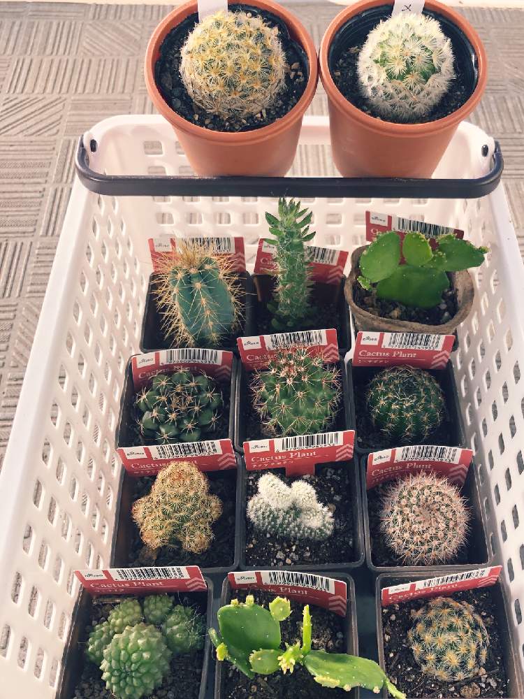 カルメナエの投稿画像 By ひろ 8 さん 明星とダイソーサボとダイソーと初心者とサボテン科 月2月12日 Greensnap グリーンスナップ
