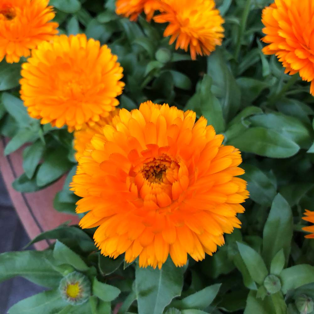 キンセンカの投稿画像 By わき れーじさん お出かけ先と橙色の花と橙色の花 月2月12日 Greensnap グリーンスナップ Greensnap グリーンスナップ