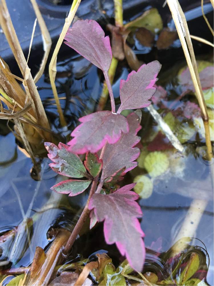 ビオトープの投稿画像 By きなこさん セリ科 月2月12日 Greensnap グリーンスナップ