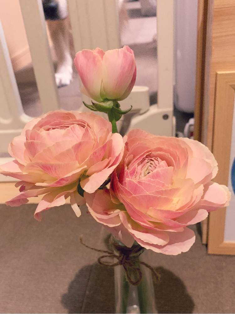 ラナンキュラスの投稿画像 By ᴍᴀʀɪさん 春のお花とピンクの花とはると花のある暮らしと切り花とひらひらと空き瓶とぐりこと春のお花とピンク の花とはると花のある暮らしと切り花とひらひらと空き瓶 月2月12日 Greensnap グリーンスナップ Greensnap