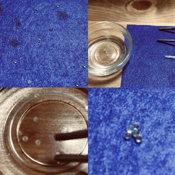 メダカの産卵の投稿画像一覧 Greensnap グリーンスナップ