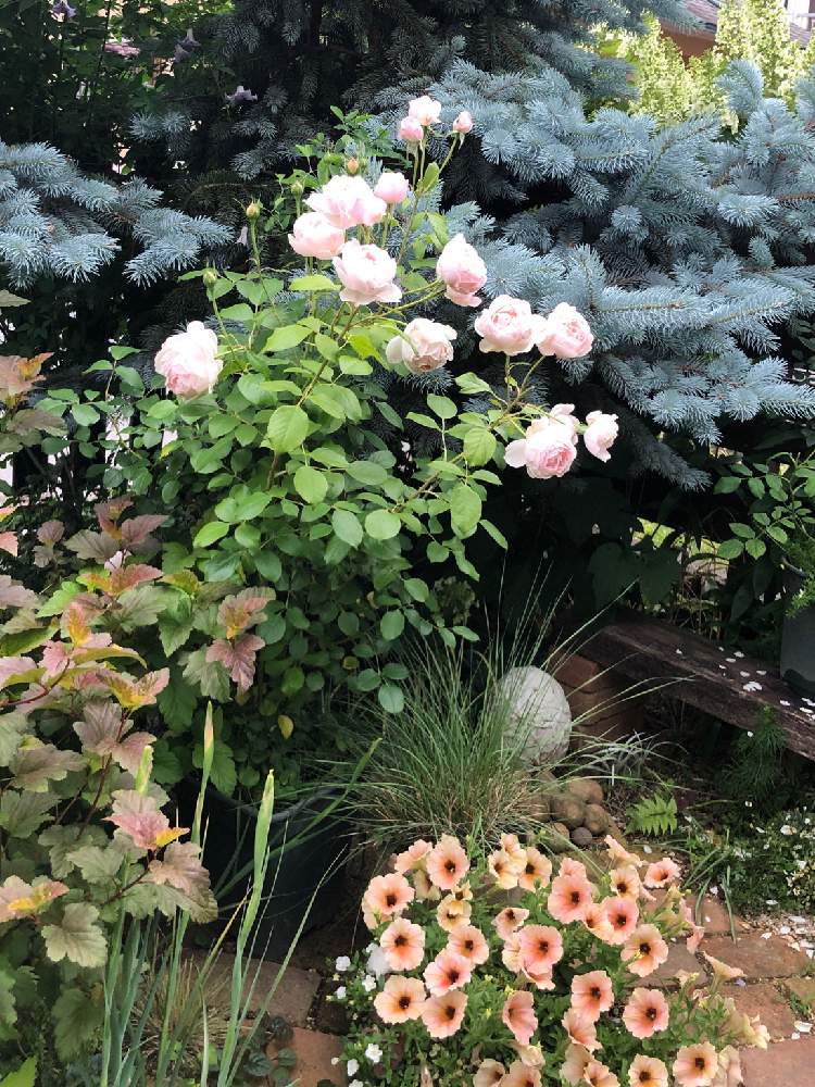 ペチュニアの投稿画像 By ベティさん ピセアプンゲンス ホプシーとバラ マダムフィガロとアメリカシモツケ マゼルトブラウンと小さな庭とカラーリーフと植中毒と今日の一枚と19 春とガーデニングとバラを楽しむとカラーリーフと植中毒と今日の一枚と19 春と