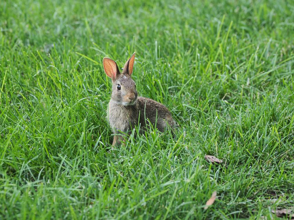 芝生の投稿画像 By なんしーさん 植物と生き物とにわとウサギと可愛いと花のある暮らしと庭に来る生き物 月2月12日 Greensnap グリーンスナップ