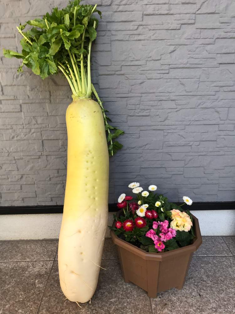 デージーの投稿画像 By つきさん 大根とプリムラ ジュリアンと白い花と規格外とあかいはな 月2月12日 Greensnap グリーンスナップ