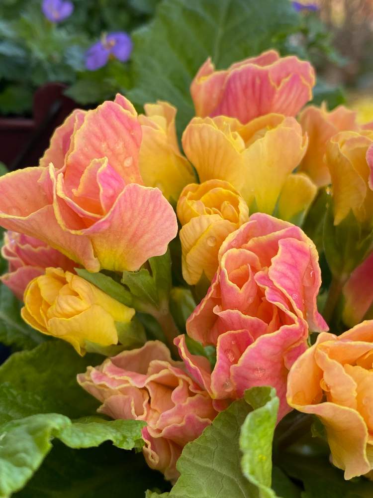 バラ咲きジュリアンの投稿画像 By ピエールさん 素敵な色とかわいい色と花のある暮らしとアプリコット色とプリムラジュリアン とかわいい花と素敵な色とかわいい色と花のある暮らしとアプリコット色とプリムラジュリアン とかわいい花 月2月12日 Greensnap