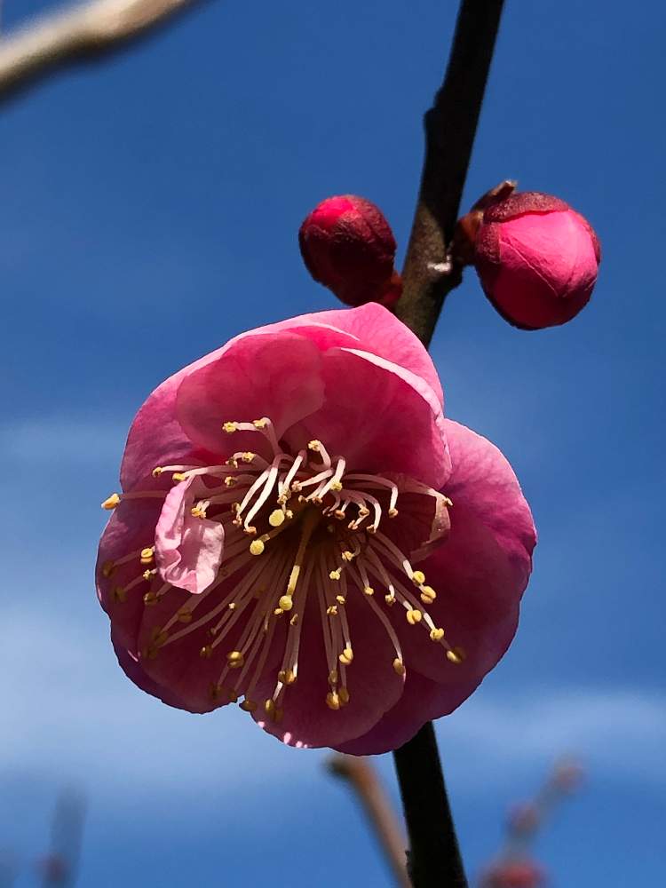 の 花 の 別名 梅 ボタン (植物)
