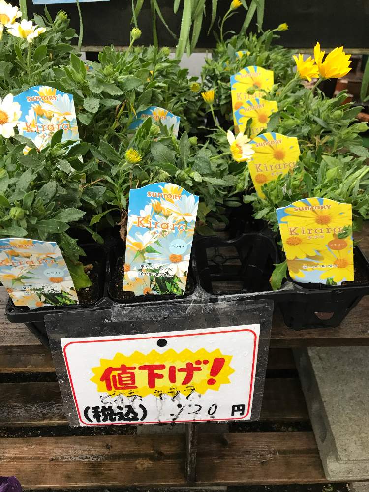 お出かけ先の投稿画像 By えーさくさんさん サントリー キララと1円とホームセンターと花のある暮らしとホームセンタータイムとサントリー キララと1円とホームセンターと花のある暮らしとホームセンタータイム 月2月12日 Greensnap グリーンスナップ