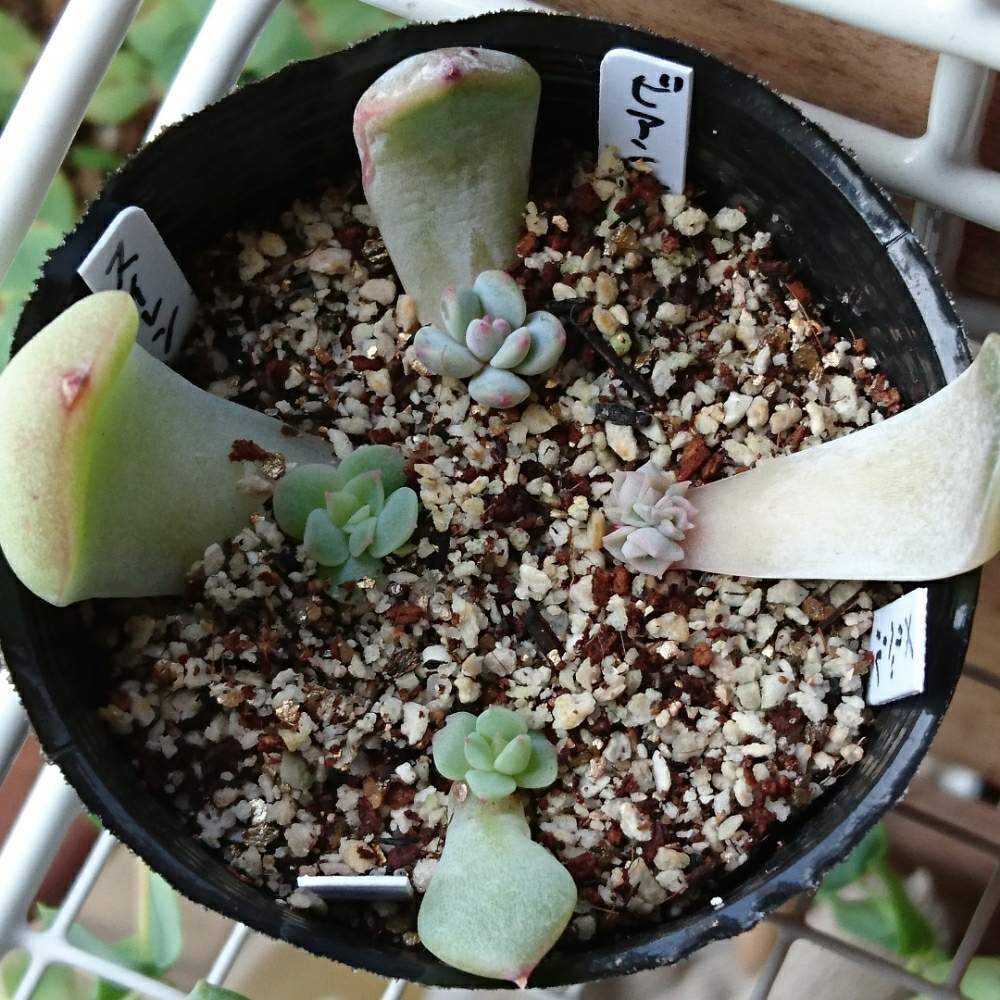 215 ビアンテの生長記録 2022.05.22更新｜🍀GreenSnap（グリーンスナップ）