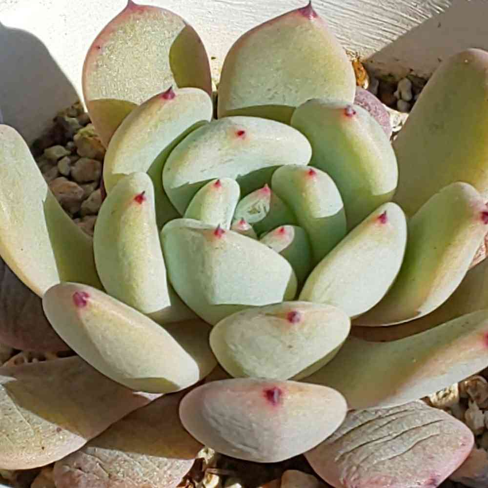 多肉植物 ビアンテ　双頭 多肉植物・サボテン販売～PICO庵～ / エケベリア属 ビアンテ