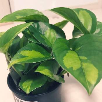 ポトスパーフェクトグリーン の投稿画像一覧 Greensnap グリーンスナップ