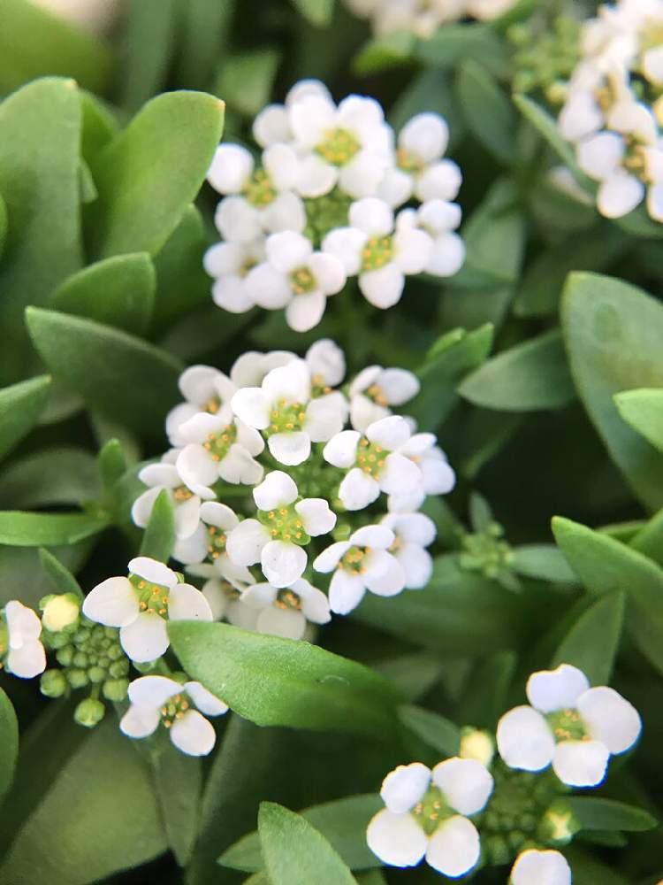 白花かすみ草とアリッサムを定植 Greensnap グリーンスナップ