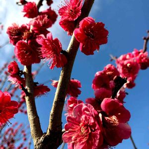 ガーデニング,癒される,庭園,花のある暮らし,植物のある暮らしの画像