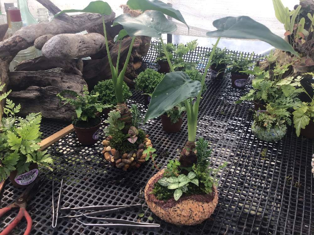 多肉植物の投稿画像 By Shellgarden Maedaさん 観葉植物と苔 コケ と寄せ植えと ガジュマルと挿し木と植中毒と今日のお花と流木とオリジナルポットと花のある暮らしとgreen Up と貝殻 月2月12日 Greensnap グリーンスナップ