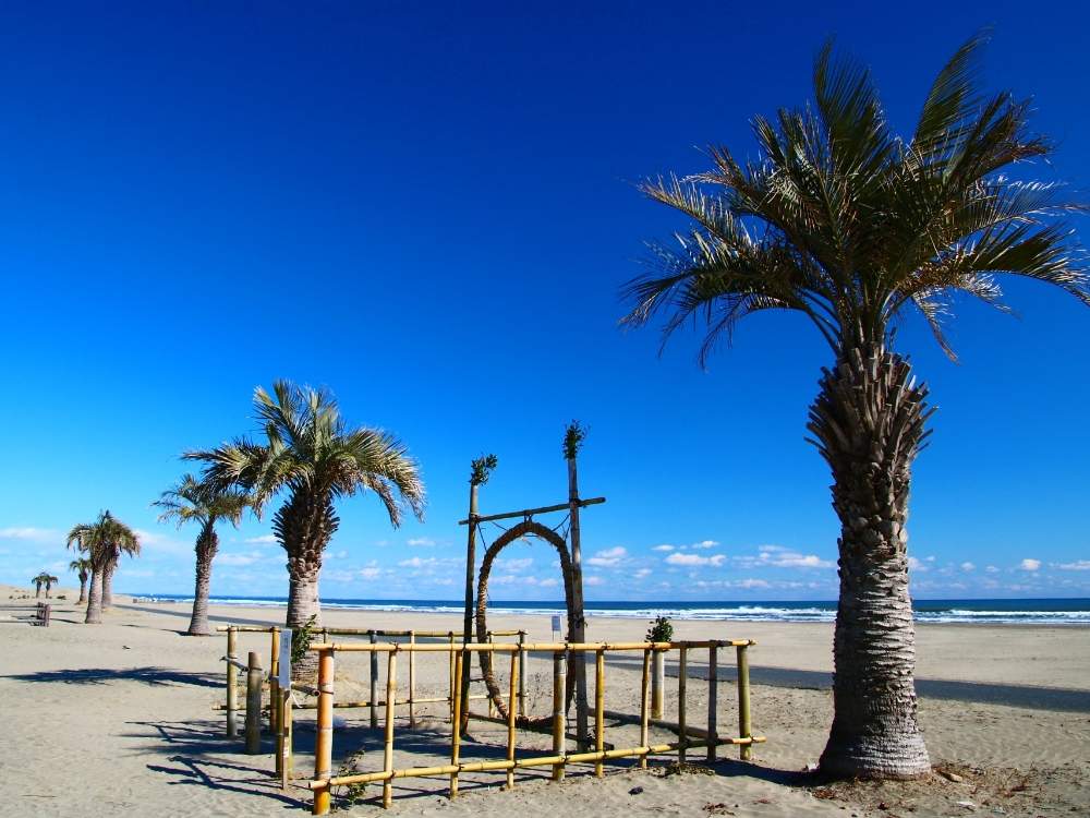 ヤシの木の投稿画像 By のりさん 本須賀海岸と砂浜散歩 2020月2月13日 Greensnap グリーンスナップ