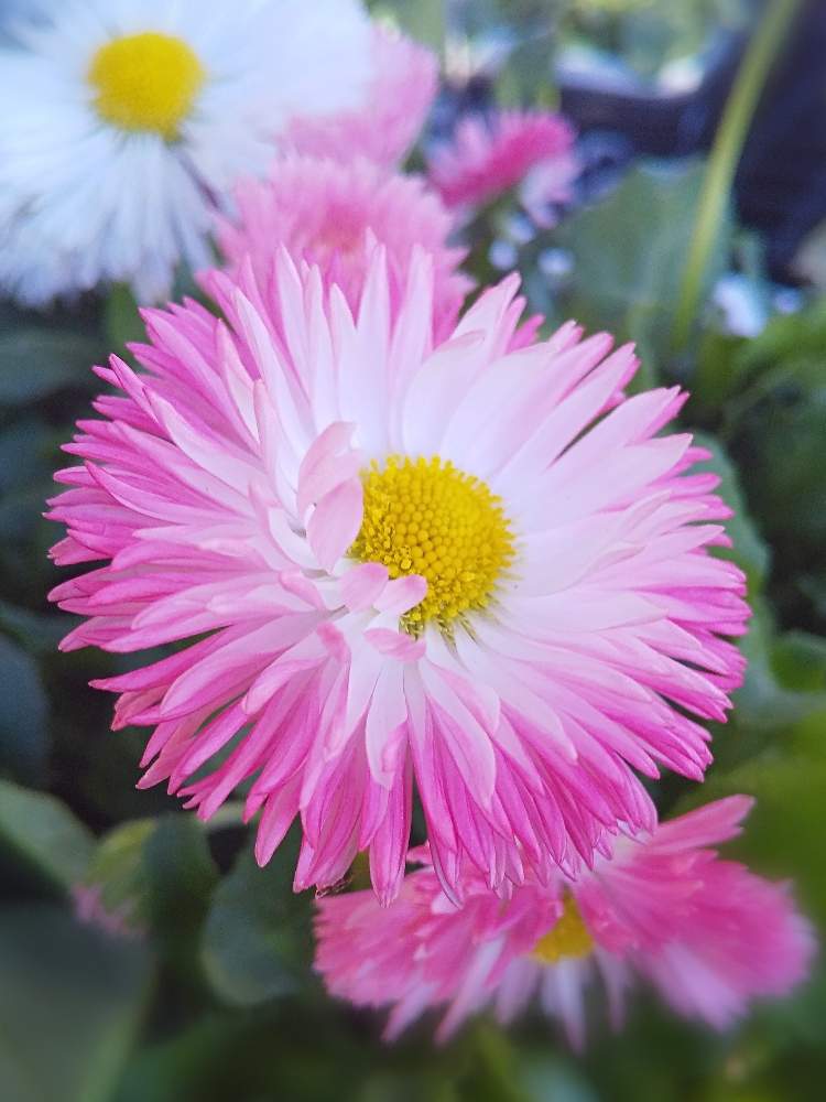 デイジーの投稿画像 By たまごママさん お出かけ先とピンクの花と綺麗な花とガーデニングと花のある暮らしとかわいい花とピンクの花と綺麗な花 とガーデニングと花のある暮らしとかわいい花 月2月13日 Greensnap グリーンスナップ Greensnap グリーン