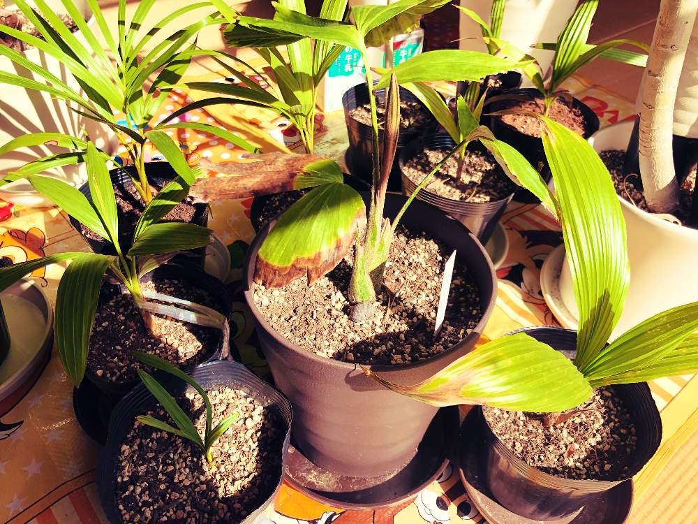 アレカヤシの投稿画像 By Mikkunさん ユスラヤシとマニラヤシとpritchardia Pacificaとヒマラヤクジャクヤシとサバルウレサナとsabal Uresanaと ヤシの木と観葉植物と植物のある暮らしと南国と成長とヤシと熱帯植物と耐寒ヤシと新芽 月2月13日 Greensnap