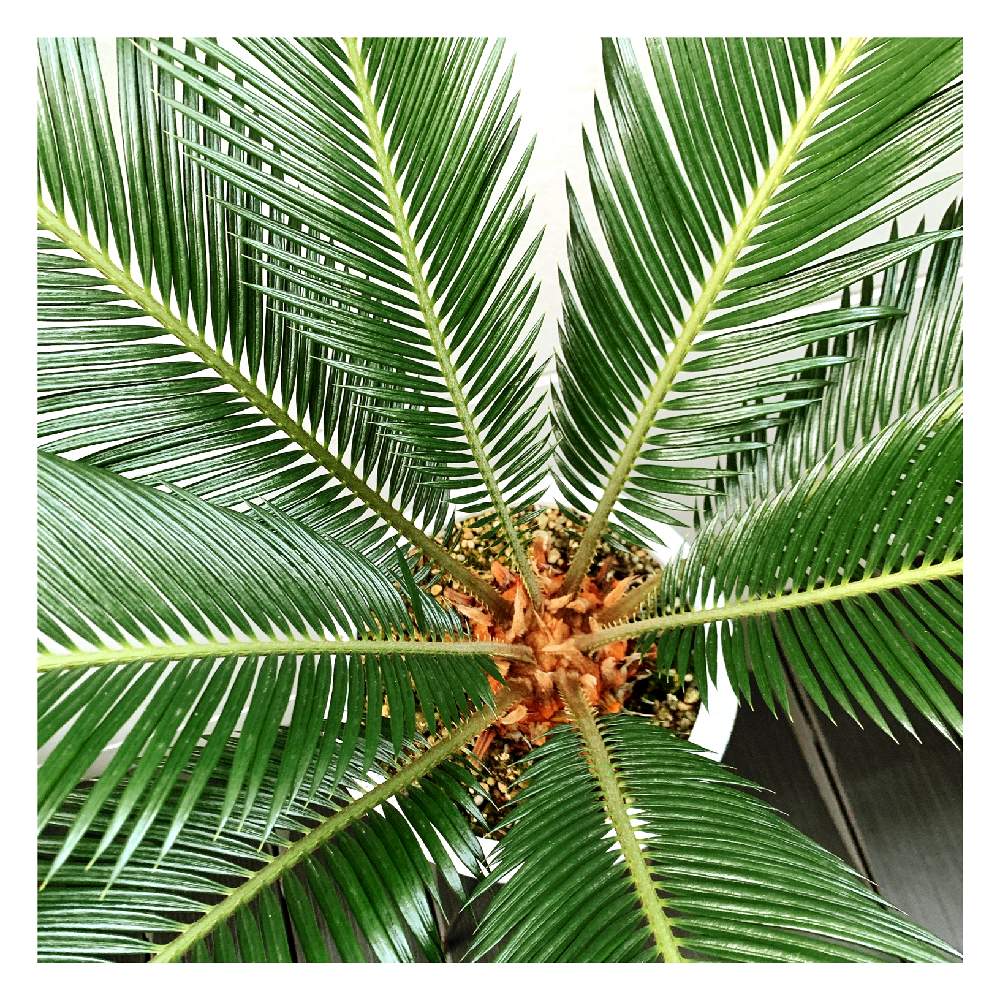 観葉植物の投稿画像 By ぴーこさん 蘇鉄 と ソテツとグリーン グリーン グリーン とグリーンが好き とソテツの鉢植えと多肉女子と濃い緑と蘇鉄愛と緑たくさん 月2月13日 Greensnap グリーンスナップ