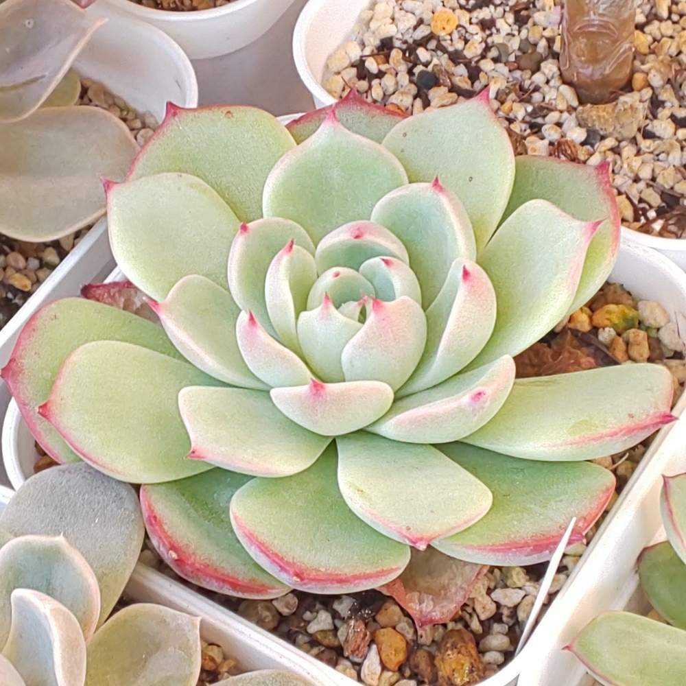 218 チワワエンシスの生長記録 2022.05.15更新｜🍀GreenSnap（グリーン