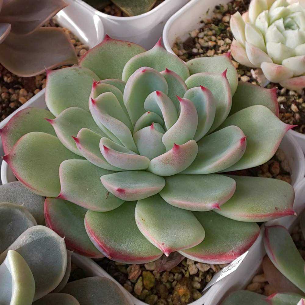 218 チワワエンシスの生長記録 2022.05.15更新｜🍀GreenSnap（グリーン