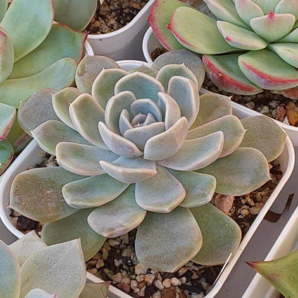 219 タイニーバーガー①の生長記録 2022.05.15更新｜🍀GreenSnap