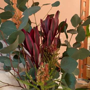 バーゼリアストロベリーの画像 by tomo1989さん | インテリアとユーカリポポラスとバーゼリアストロベリーとカーティスブラッシュと花のある暮らしとネイティブフラワーと赤い実と珍しい花とインテリアグリーン
