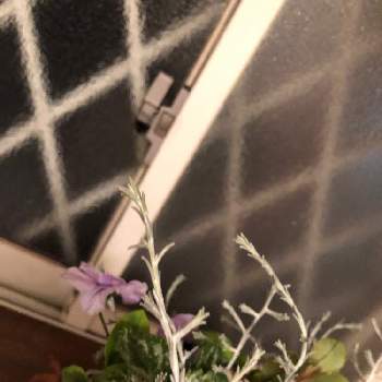 クッションブッシュの投稿画像一覧 Greensnap グリーンスナップ