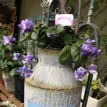 パルマすみれオーロラの画像 by ココさん | バルコニー/ベランダとパルマすみれオーロラとミルク缶といい香りと花のある暮らしと紫の花