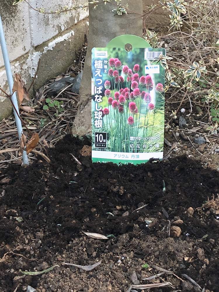 アリウムの投稿画像 By 松 祐さん アリウム 丹頂と今日の一枚と今日のお花と植付けと成長記録とガーデニングと花のある暮らしと植えっぱなし球根と地植え 月2月13日 Greensnap グリーンスナップ