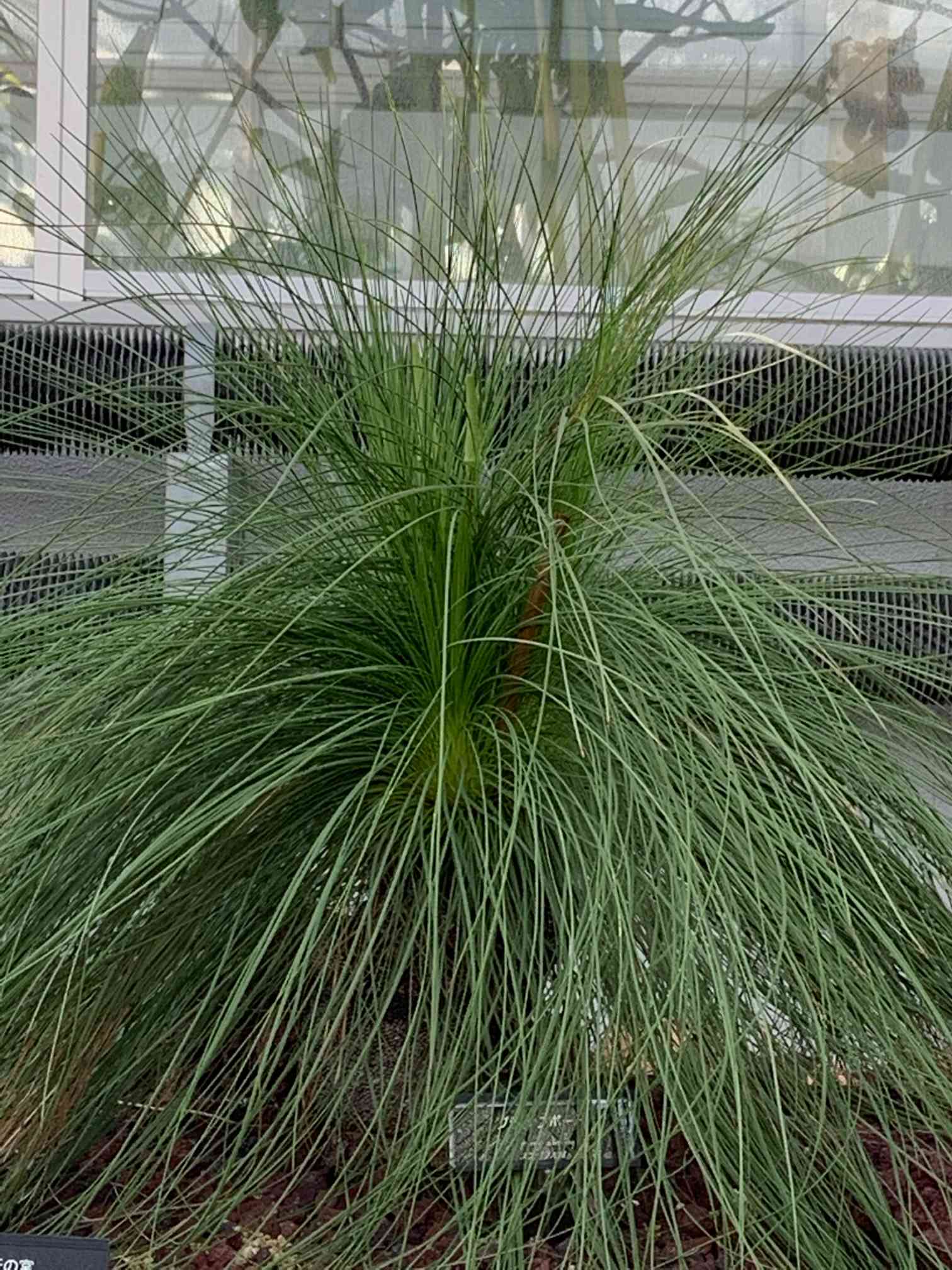 超希少‼︎2年目 クサントロエア・オーストラリス / グラスツリー　６９本 グラスツリーsp. (クサントロエアsp.)-Xanthorrhoea sp.-