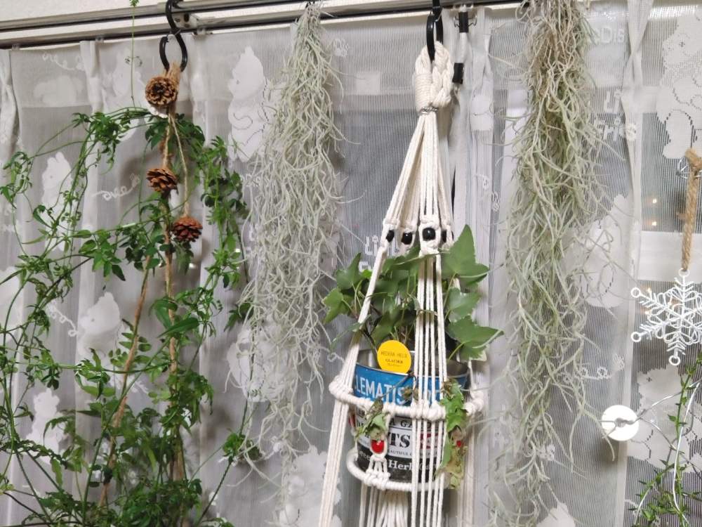 ティランジア ウスネオイデスの投稿画像 By Mandara Idさん みどりの雑貨屋と Air Plants エアプランツ と Tillandsia ティランジア と冬のインテリアグリーンフォトコン 月2月14日 Greensnap グリーンスナップ