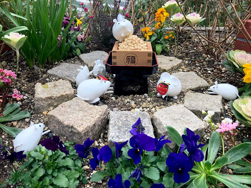 神戸の投稿画像 By スワンさん よい 1日をとネズミ祭りと石同好会と石の日と石同好会no 5とフラワーロードと阪急阪神ホテルズ花壇 月2月14日 Greensnap グリーンスナップ