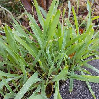 雑草 名前はわかりません の投稿画像一覧 Greensnap グリーンスナップ