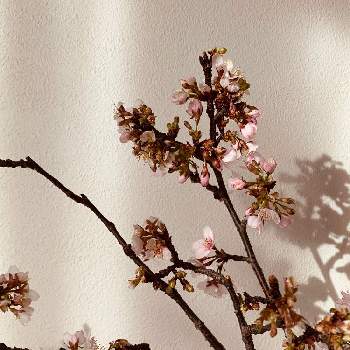 さくら　咲け　の願いの画像 by 淳 こさん | ちっちゃいの ちからとさぁと彩どりとさくら　咲け　の願いとやさしい色たち