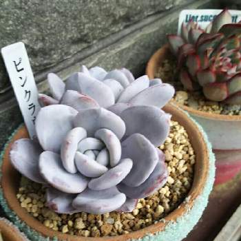 ピンクラウイ 多肉植物 lpkmss.com