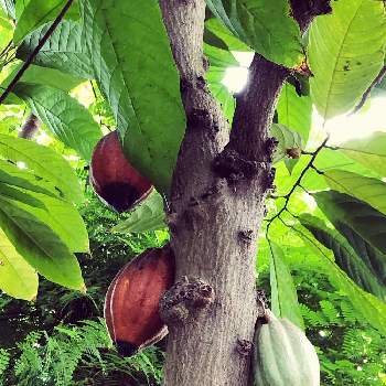 カカオの木の投稿画像一覧 Greensnap グリーンスナップ